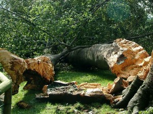 alberi