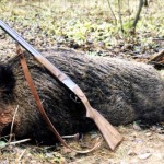 dead-boar1