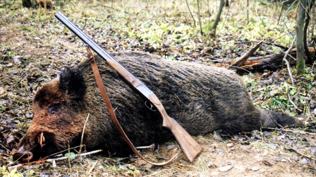dead-boar1