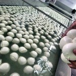 mozzarella1
