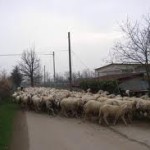 pecore