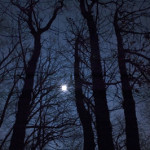 bosco_notte