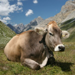 mucca-mega800
