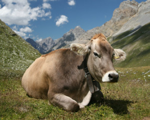 mucca-mega800