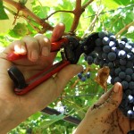 vendemmia