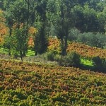 vigneto