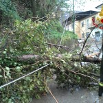 albero caduto vento
