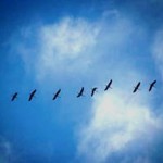 migrazione-gru