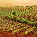 agricoltura campo campagna