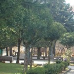 comune frigento