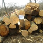 legno