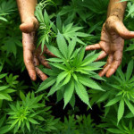 Israel grows medicinal marijuana in Safed