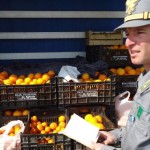 mercato ortaggi forestale