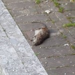 ratto