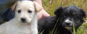 cuccioli di cane g