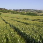 Grano