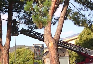 albero gadit