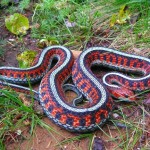 serpente