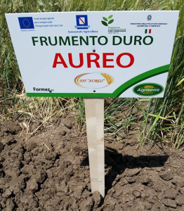 Pif aureo