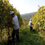 cantina sanpaolo