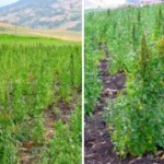 Le piante di quinoa