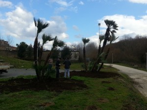 salvaguardia delle piante di Piazza Libertà