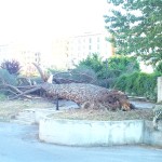 incidente via raimo avellino