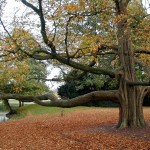 Albero_gigantesco