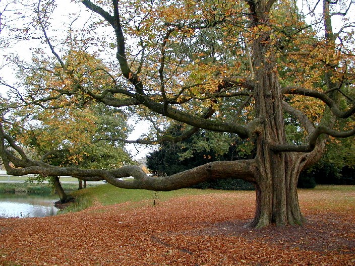 Albero_gigantesco