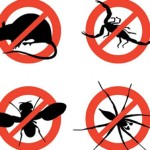 disinfestazione