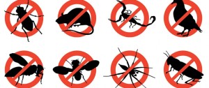 disinfestazione