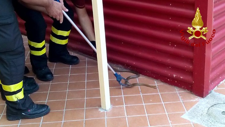 vigili del fuoco serpente