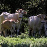 ferrara agricola