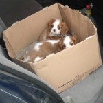 cuccioli abbandonati gadit