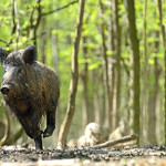 CINGHIALE