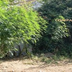 cannabis marijuana