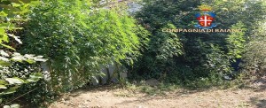 cannabis marijuana