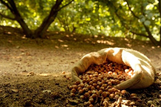 Lauro, raccolta di nocciole