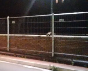 Rete ponte 2
