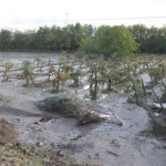 vigneti distrutti2