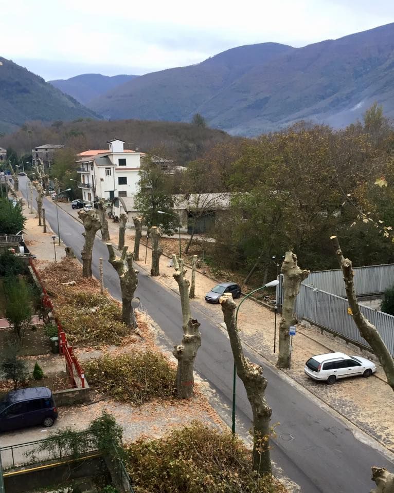 potatura in viale dei platani