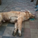 cane avvelenato