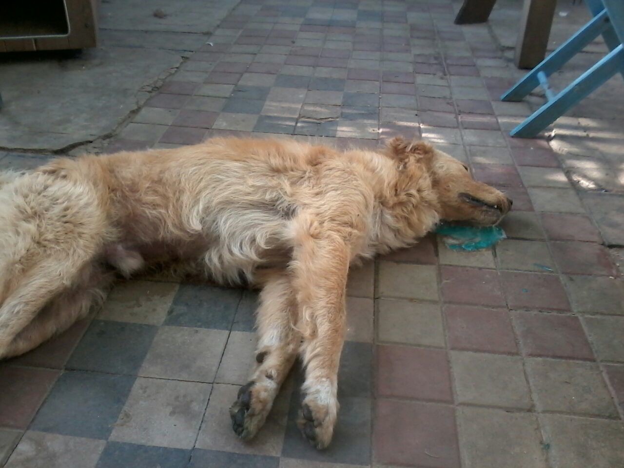 cane avvelenato