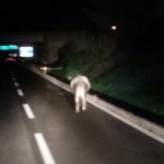 toro sul raccordo