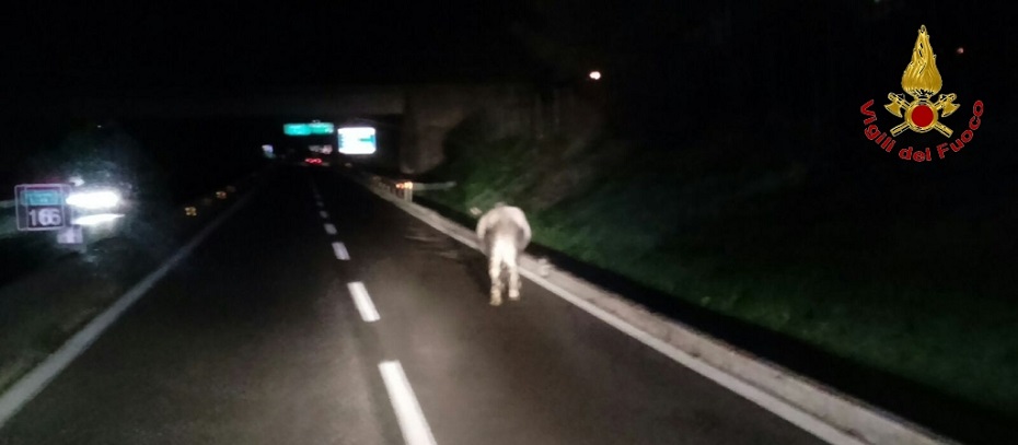 toro sul raccordo