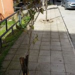 Foto alberi piantati 2