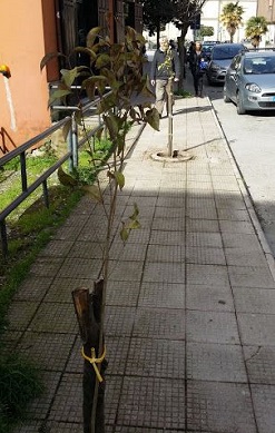 Foto alberi piantati 2