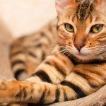 gatto