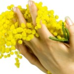 mimosa