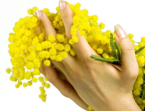 mimosa